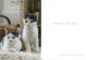Card - Happy Birthday (Grey & White Kittens) 536780