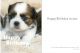Petite Card - Happy Birthday (Shiatsu Puppy) 536765